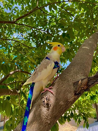 Lupitto is a gentle cockatiel who loves to walk on a leash. 