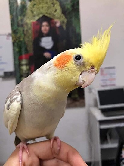 The bird easily adapted to wearing a harness during walks.