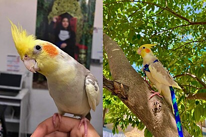 A young man takes his cockatiel for a walk on a leash, and the video captivates thousands online.