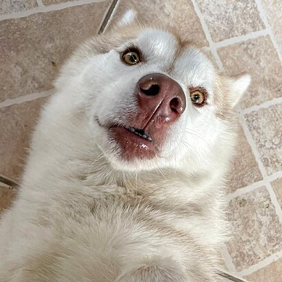 Snow won millions of fans with the video in which he responded to his owner with just a “woof.”