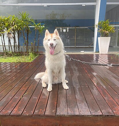 Snow is very communicative and a terrible guard dog. 
