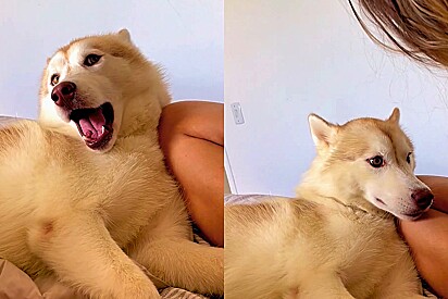 A Siberian Husky demonstrates how he would defend his home if needed.