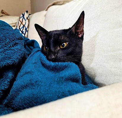 Skunk is a very mischievous kitten. 