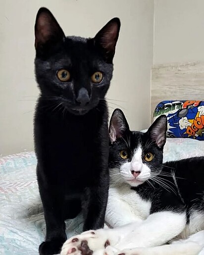 Skunk and his feline brother, Marcelo D2. 