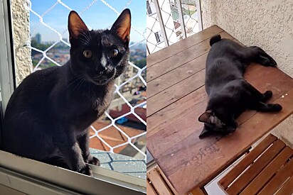 A cat scares neighbors, and the building manager calls the owner.