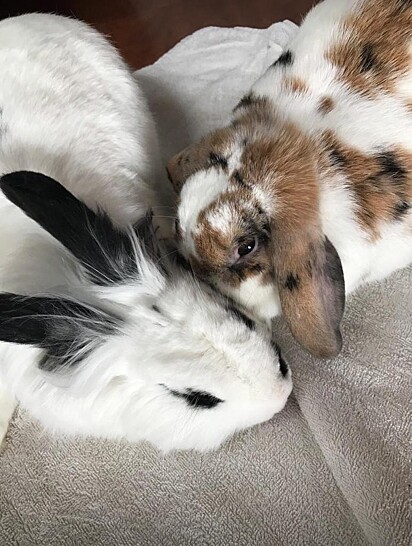 Pipoca and Crystal, the rabbits.