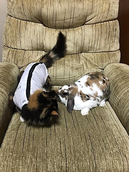 Crystal the rabbit, and Cyndi the kitten.