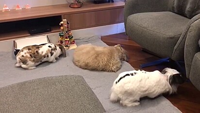 Dogs and rabbits who became friends: Pipoca, Crystal, and Doki.