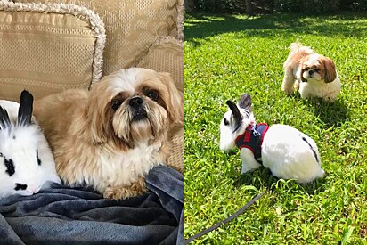 The owner successfully helped her bunnies and dog live together in harmony.