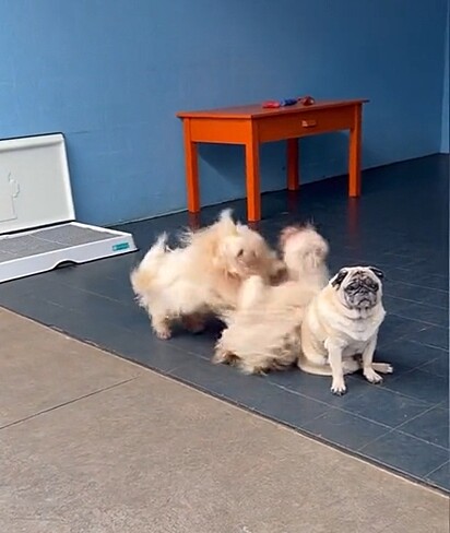 Nonô making a mess with his best friend.