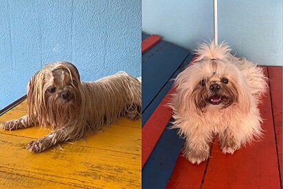 Dog daycare manager explains why she needed to fail one of the dogs. 