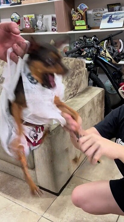 The Pinscher got angry and tried to bite his owners.