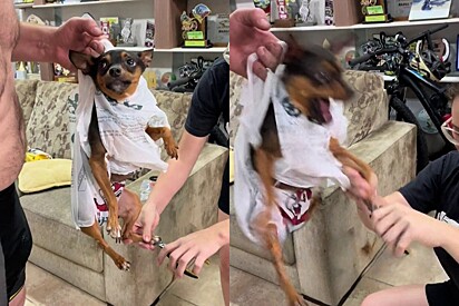 The little dog didn’t seem to “agree” with the idea of getting his nails trimmed. 