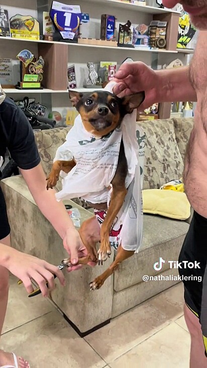 The Pinscher was put in a plastic bag so his owners could try to cut his nails without getting bitten.