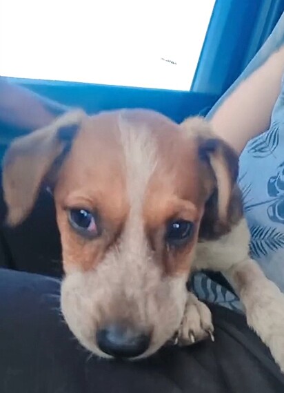 Leandro soon took the little dog to a vet clinic.