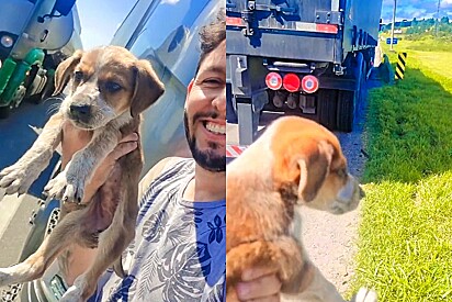 Truck driver rescues and adopts little dog he found malnourished on the road.