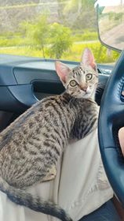 The kitten Leandro rescued and adopted.