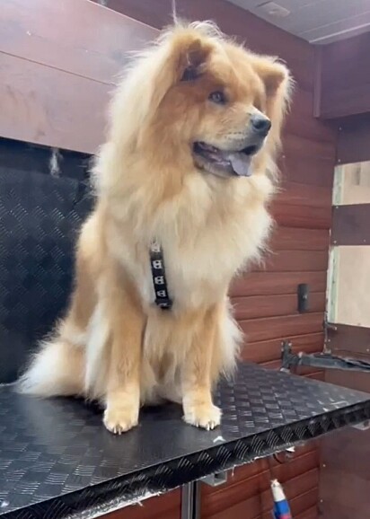 Nilson Zaparoli is a Chow Chow specialist.