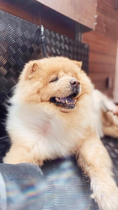The dogs are treated with love and respect in Nilson’s pet shop.