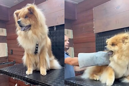 Groomer shows how he handles an angry dog that came into his pet shop. 