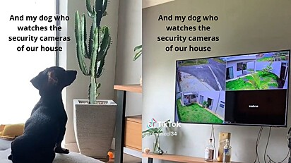 The owner caught the moment the dog was watching the security camera footage.