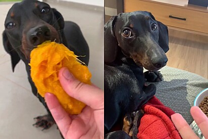 Meet Sheldon, a spoiled Dachshund who insists on eating only from his owner’s hand.