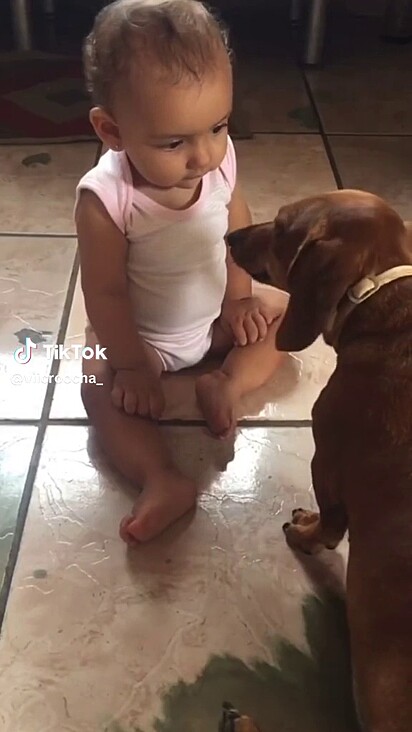 The little dog knows how to ask. 