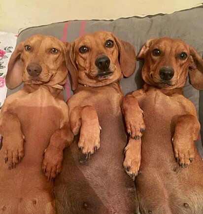 Lunna’s daughters have the same fur as hers.