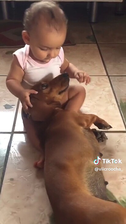  It’s impossible to resist a little dachshund.