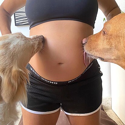Julia is pregnant, and the dogs have become even more affectionate toward her.