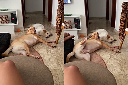 This caramel-colored mixed-breed has a funny way of asking for affection from his owner. The video has taken the internet by storm.