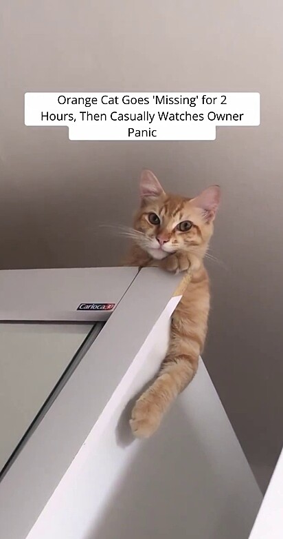 The kitten had been missing for two hours.