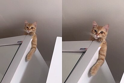 Kitten Scares Owner After Being Missing for 2 Hours. 