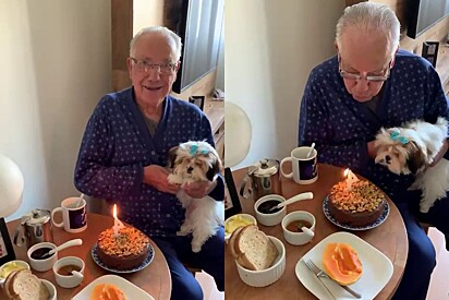 Shih Tzu helps owner blow out his 84th birthday candle.
