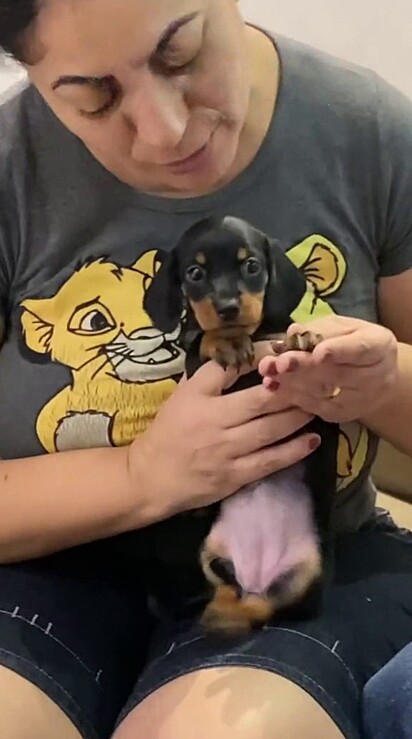 Gabriel Rosa gave his parents a dachshund puppy as a gift.