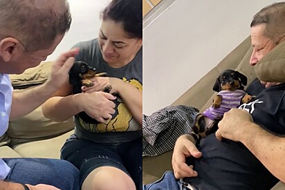 Son surprises his parents with a dachshund puppy.
