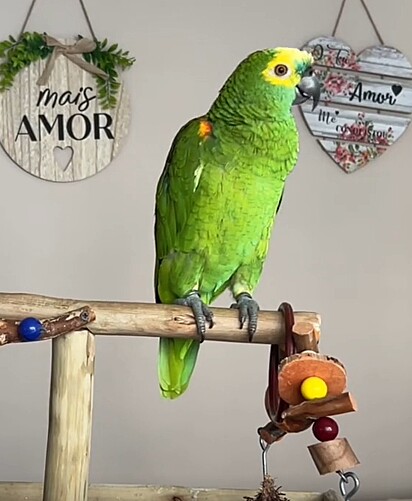 Frederico is a parrot of the Amazona aestiva species.