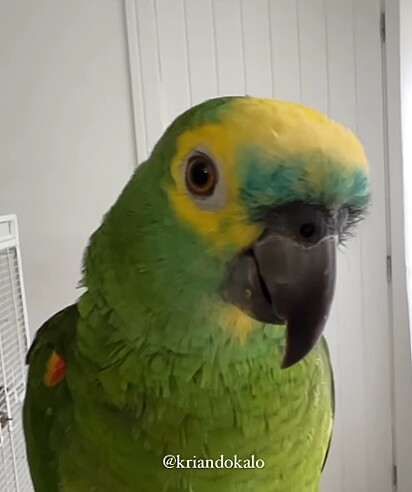 The bird has gained thousands of fans on social media.
