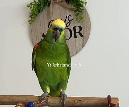 Frederico is very talkative—he loves to talk and sing.