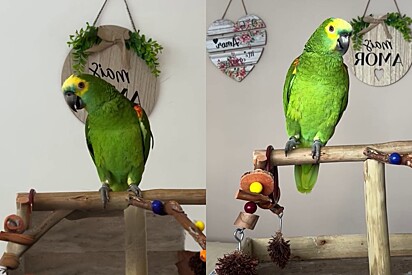 Parrot with high self-esteem charms the internet. 