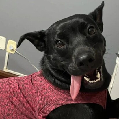 Liz, with her tongue out and looking happy.