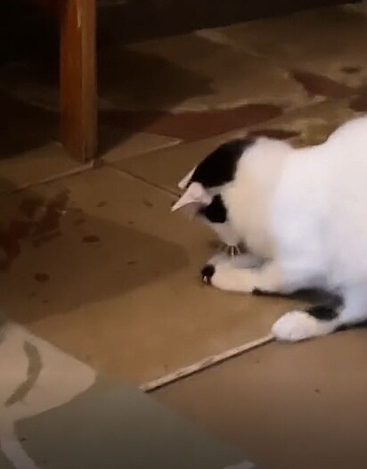 The kitten playing with a cockroach.