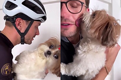 Shih Tzu won’t accept affection when his owner is sweaty.