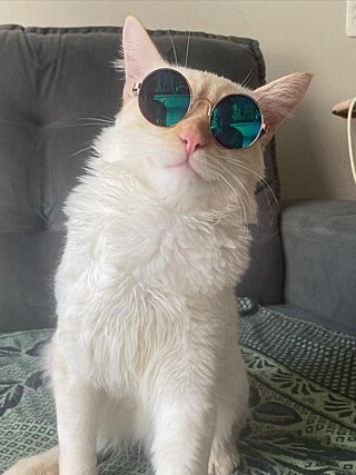 This Cat Can Dance — and the Internet Can’t Get Enough!