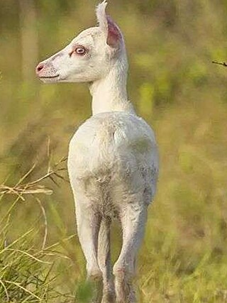 Photographer Spots a Creature He’d Never Seen in 15 Years of Work