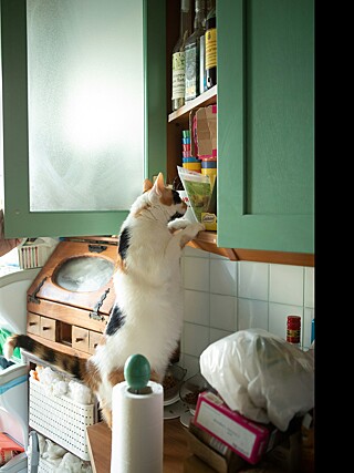 Is Your Cat Turning the House Upside Down?