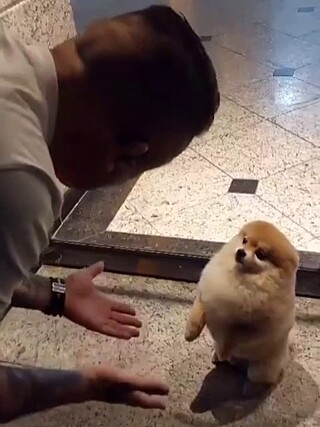 Zé, the “Little Lion” Who Tried to Bite a Delivery Guy!