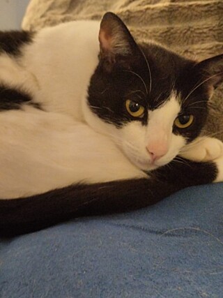 Stray Cat Becomes Star Employee at Campus Radio Without Her Owner Knowing